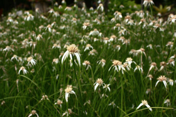 Obraz premium white flower in garden. close up and macro. with nature. high contrast image. selective focus.