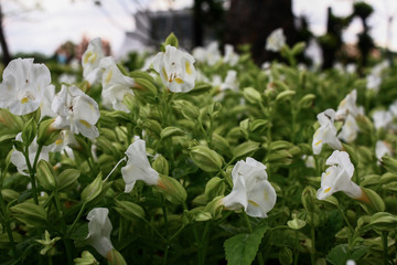 white flower in garden. close up and macro. with nature. high contrast image. selective focus.