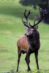 Native Irish Red Deer Stag