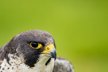 Peregrine Falcon