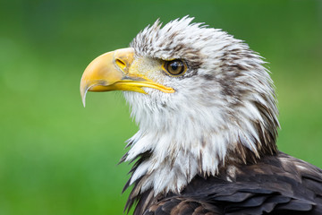 Bald eagle