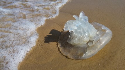 Rhopilema nomadica jellyfish at the Mediterranean sea. It has vermicular filaments with venomous stinging cells and can cause painful injuries to people.  © Roman Yanushevsky