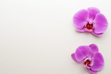 Pink beautiful orchid on colored background.