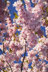 sakura tree