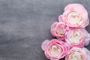 Pink beautiful ranunculus on gray background.