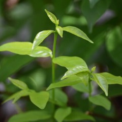 Obraz premium Leaves