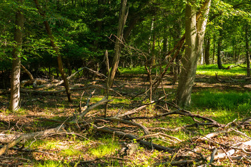 Felled Tree Branches in the Woods
