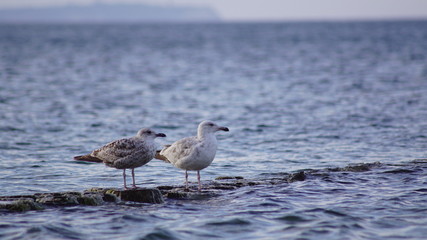 Möve an der Ostsee