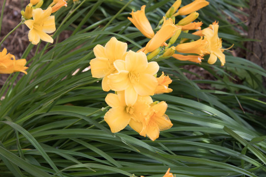 Summer Flowers - Green Bay, WI