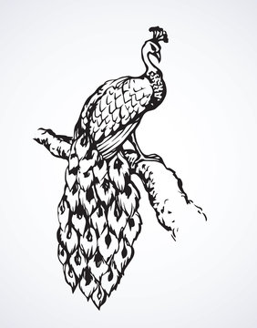 Peacock. Vector symbol