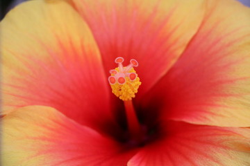 Hibiscus flower with stamp and dust leaves