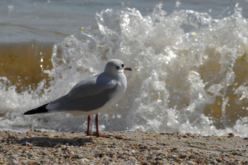 gull
