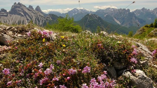 bees and saxifaga flowers high on the mountain 4k 11885 
