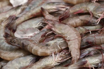 fresh shrimp at the market