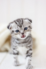 Little kitten crying meow