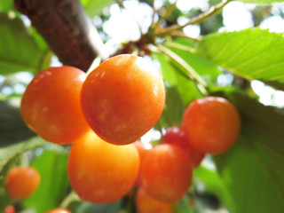 日に照らされるサクランボ