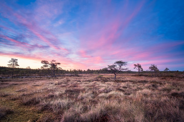 Scenic landscape at summer night in the swamp, National Park, Torronsuo, Finland.