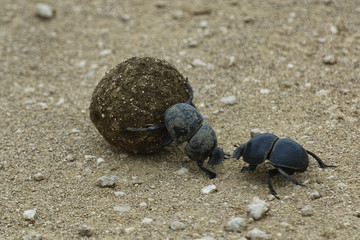 Pillendreher bei der Arbeit