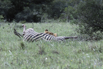 Fototapeta na wymiar Löwe reisst Zebra