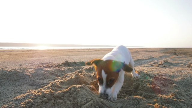 Little Jack Russell puppy playing on the beach digging sand