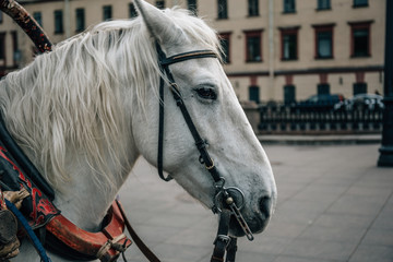 The head of a white horse against the backdrop of St Petersburg