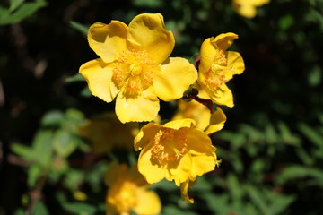 Large-flowered yellow hypericum hidcote