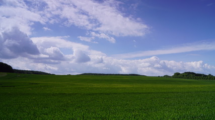 Obraz premium Feld mit Getreide