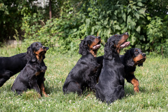 puppy setter gordon, Dog training

