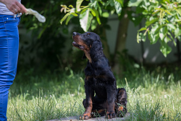 puppy setter gordon, Dog training

