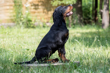 puppy setter gordon, Dog training

