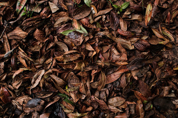 Dry leaves in the forest