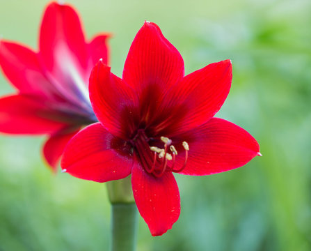 Red Lily , hippeastrum blur