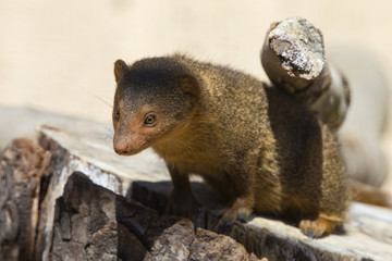 Dwarf Mongoose