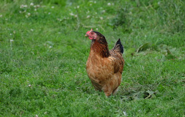 Chicken brown suit walking on the green grass