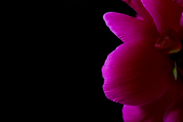Pink Petals on black background. Floral with bokeh.