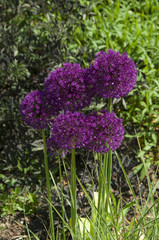 Zierlauch Bl&uuml;te