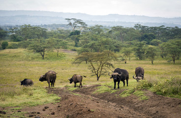 Naklejka na ściany i meble Grazing buffalo on the plain of Lake Nakuru National Park in Kenya