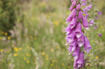 The World's Best Photo of fuchsia flower in a Field in Colombia. Macro texture right position blur background