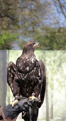 Seeadler