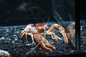 Pracamberus Clarkii Ghost