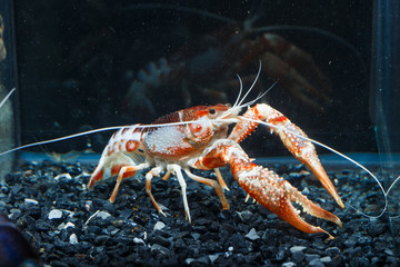 Pracamberus Clarkii Ghost