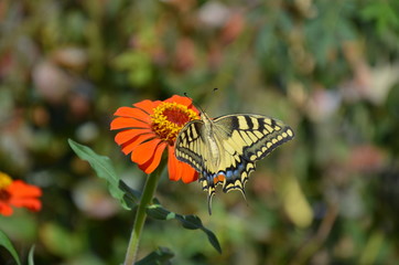 Closeup butterfly on flower