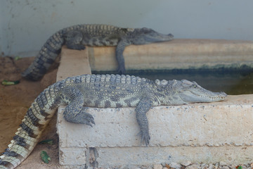 Crocodile on the ground