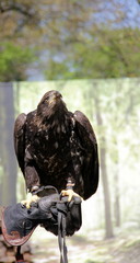 Seeadler