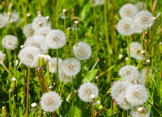 Many dandelions on a sunny green meadow. Fluffy flowers on the stems in the grass.