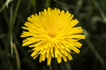 Macro yellow tarassaco on dark background.