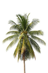 tree on white background of Isolated