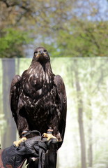 Seeadler