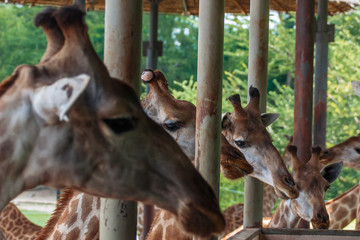 キリンの群れ