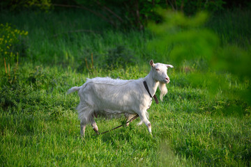 Beautiful white goat on a green meadow